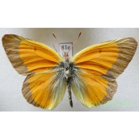Colias viluiensis Menetries, 1859 male Russia81e